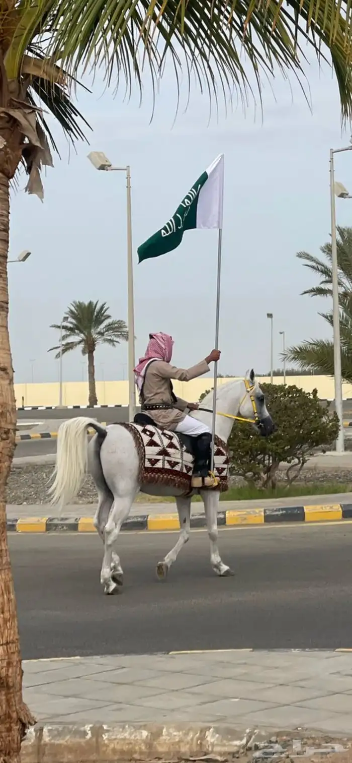 حصان عربي- مصري للتشبيه لوجة الله لجميع الخيول 1