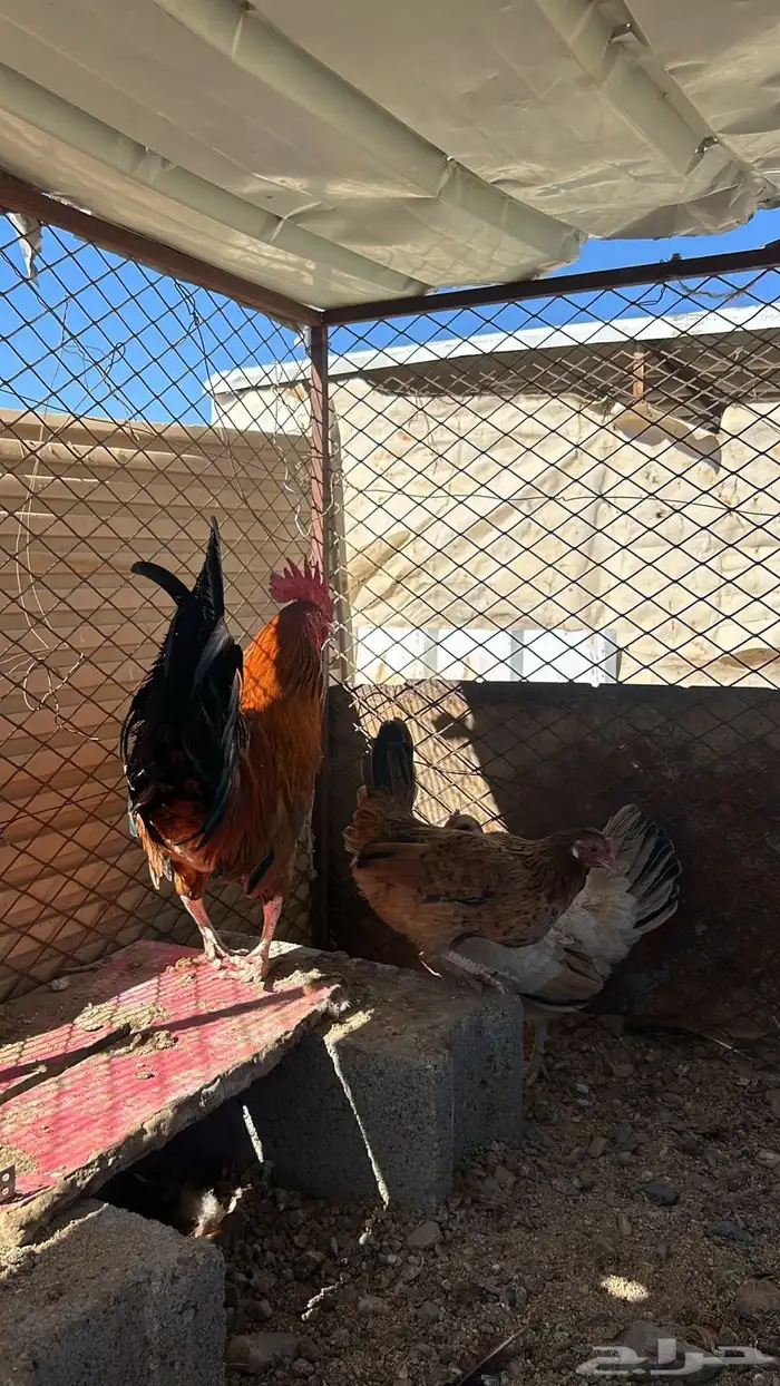 للبيع فقط ديك 7