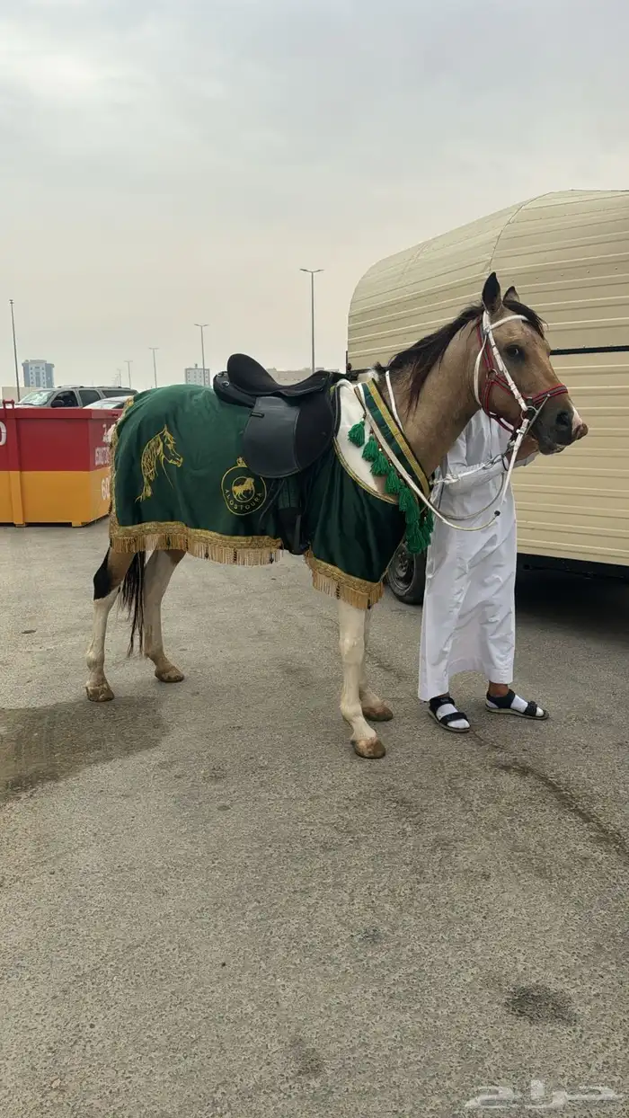 تأجير خيول وسيسيات وقاري 3