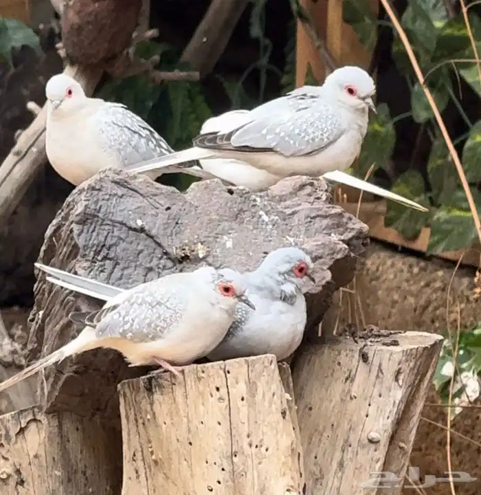 يمام ( ماسي ) 0