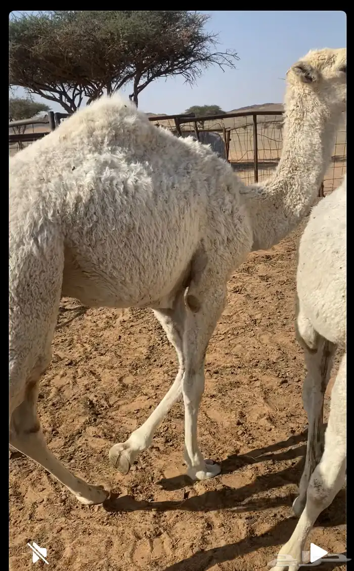 قعود شحم مفرود 0