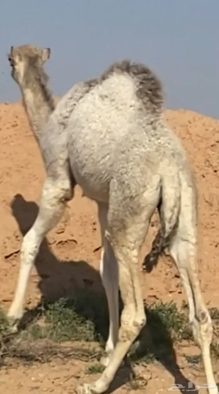 حواره (لحم ) ( تم البيع ) 2