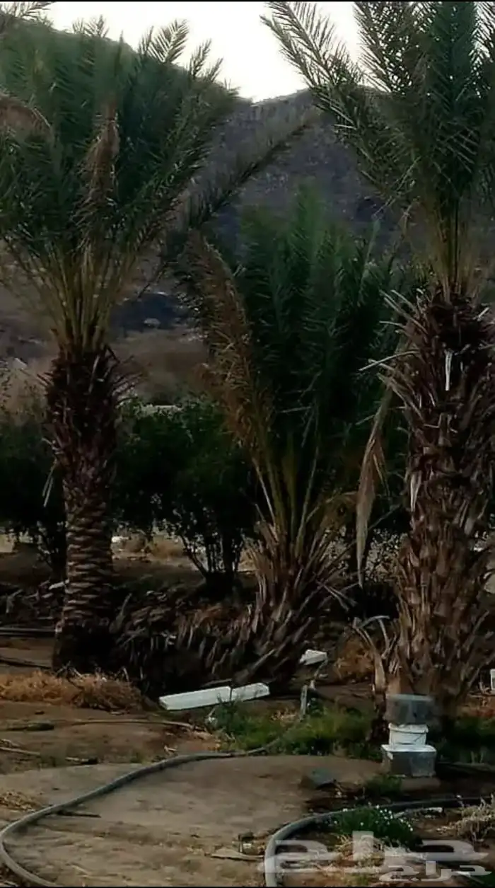 مطلوب مزرعة للإيجار 0