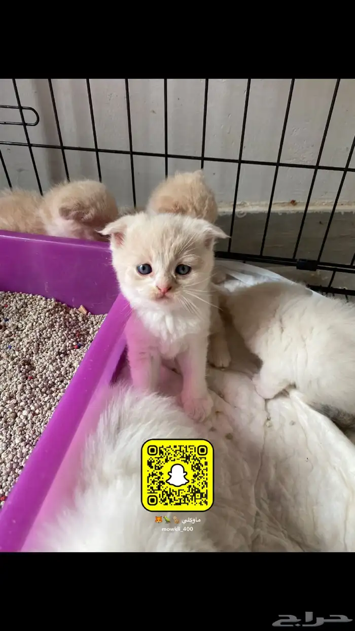 كيتن سكوتش وهملايا 6