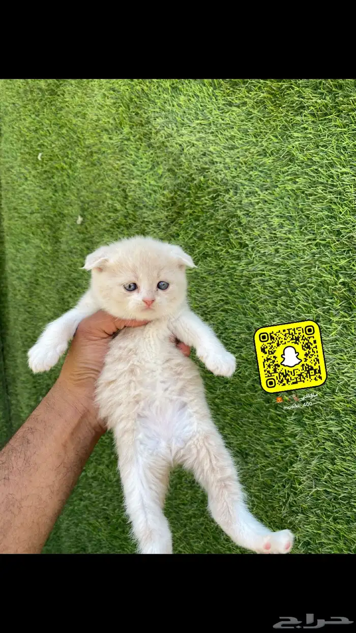 كيتن سكوتش وهملايا 0