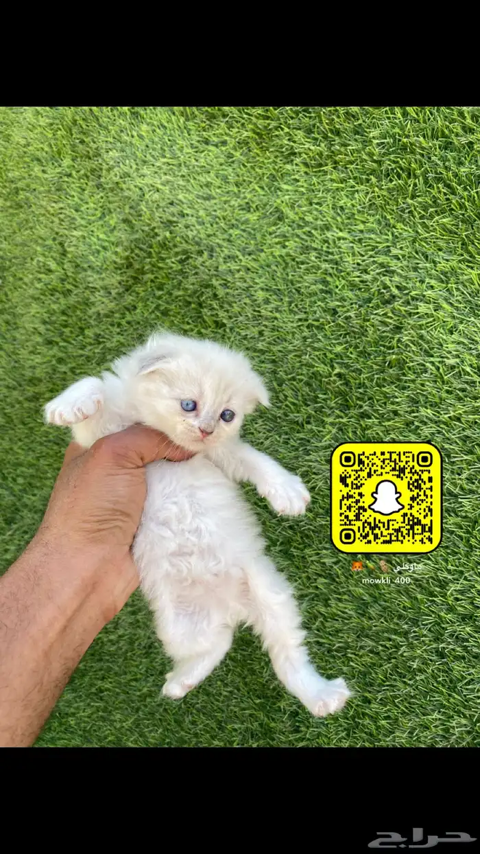 كيتن سكوتش وهملايا 1