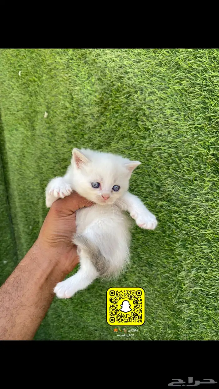 كيتن سكوتش وهملايا 2