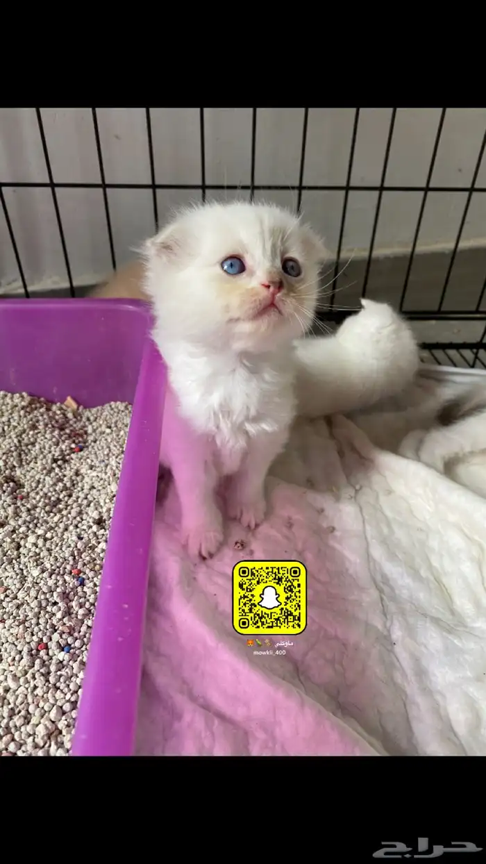 كيتن سكوتش وهملايا 4