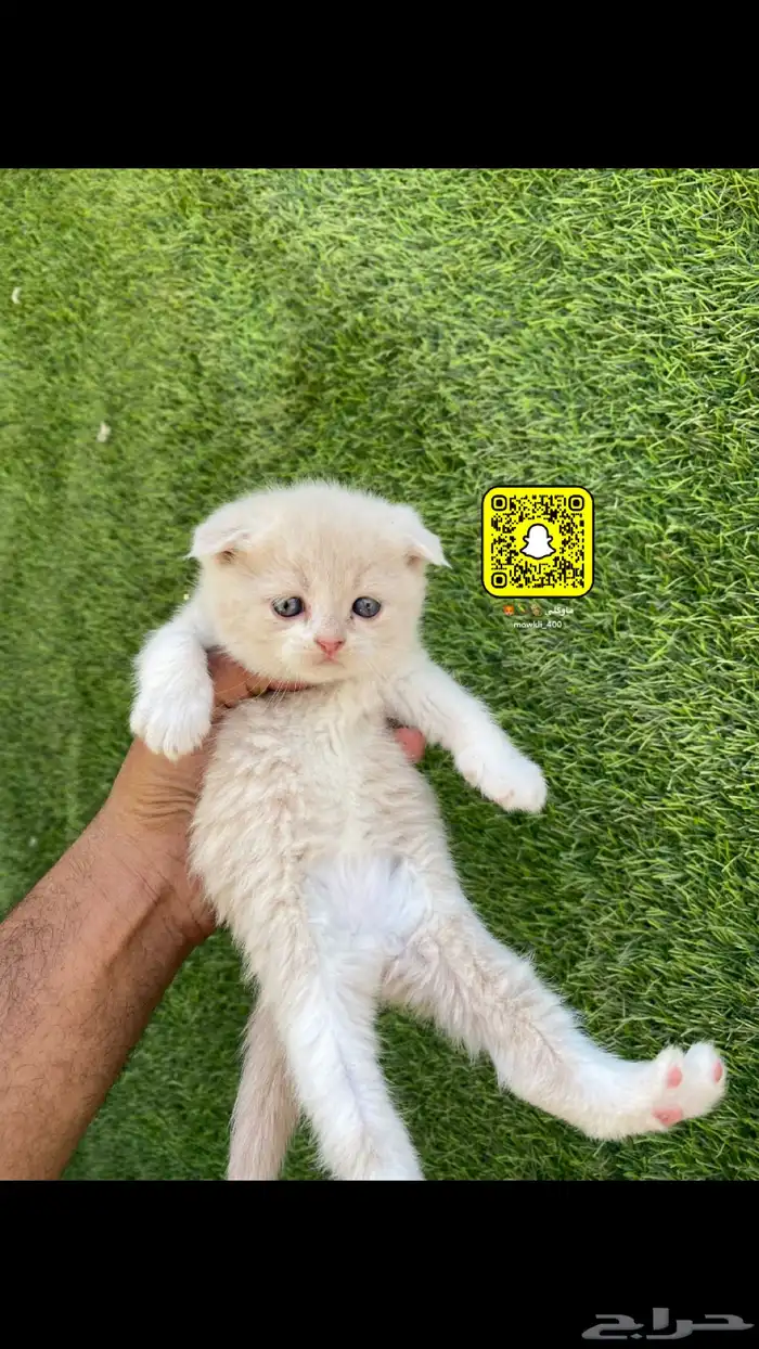 كيتن سكوتش وهملايا 3