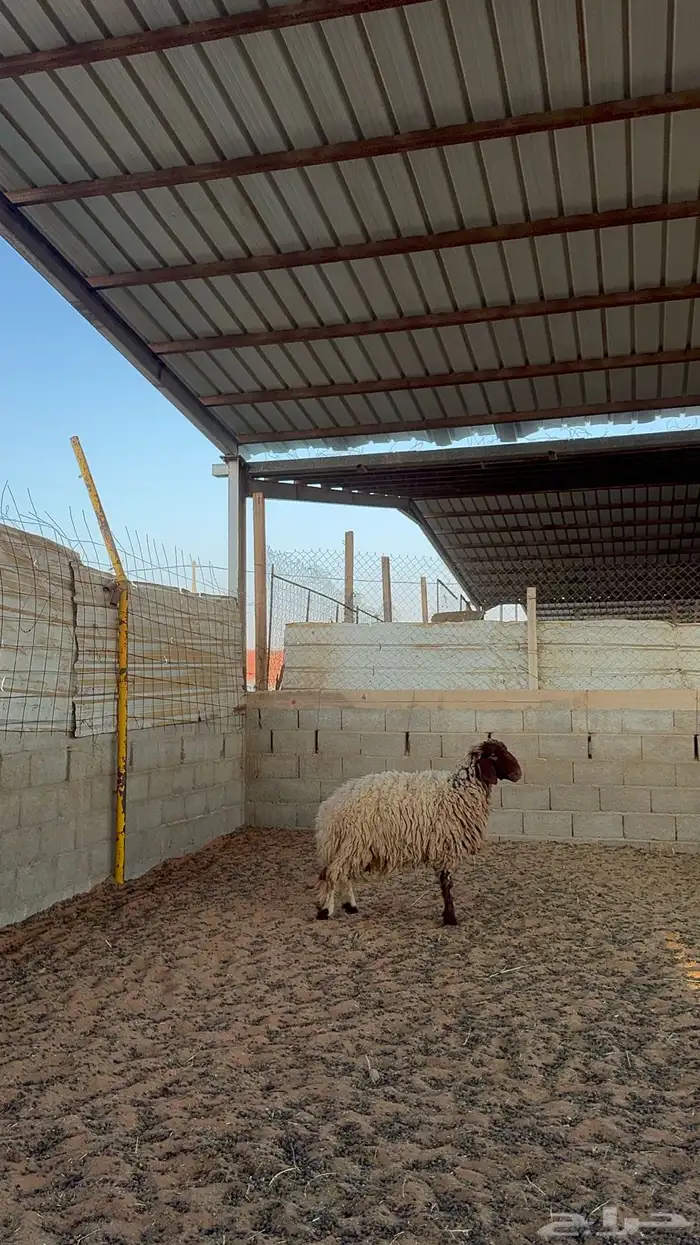 رخل نعيميه 2