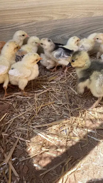 صوص دجاج 5