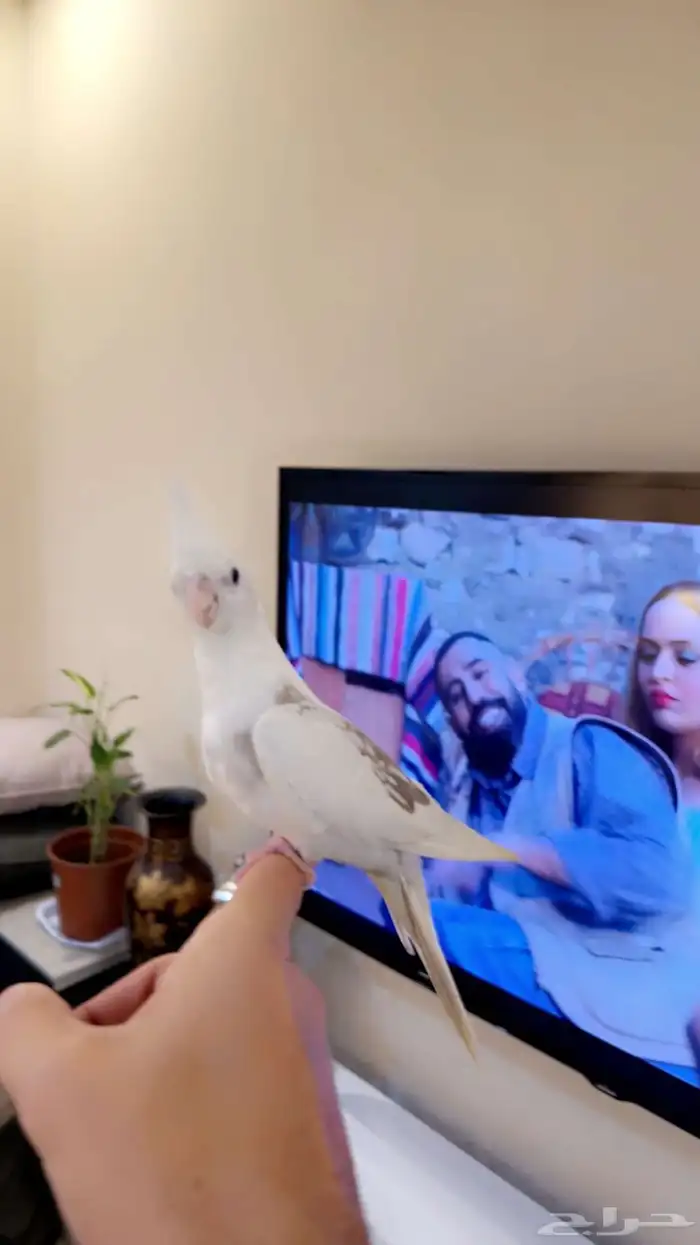 كروان هافي بايد اليف (( تم البيع )) 3