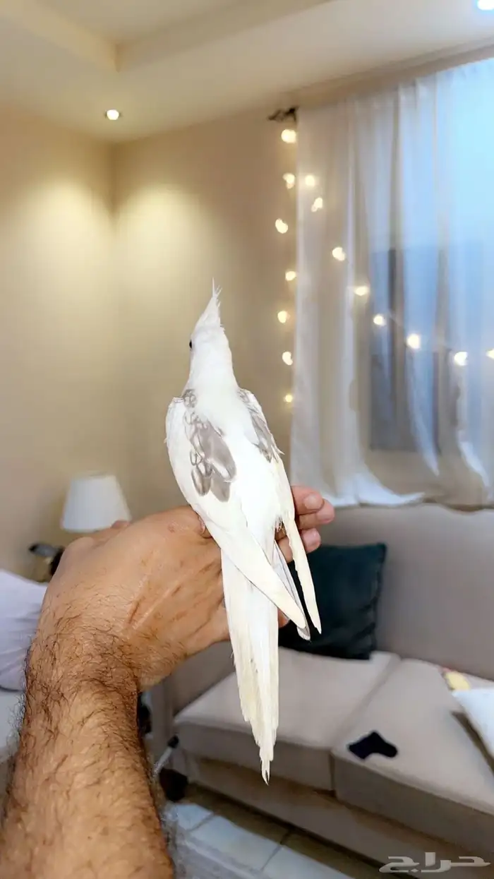 كروان هافي بايد اليف (( تم البيع )) 0