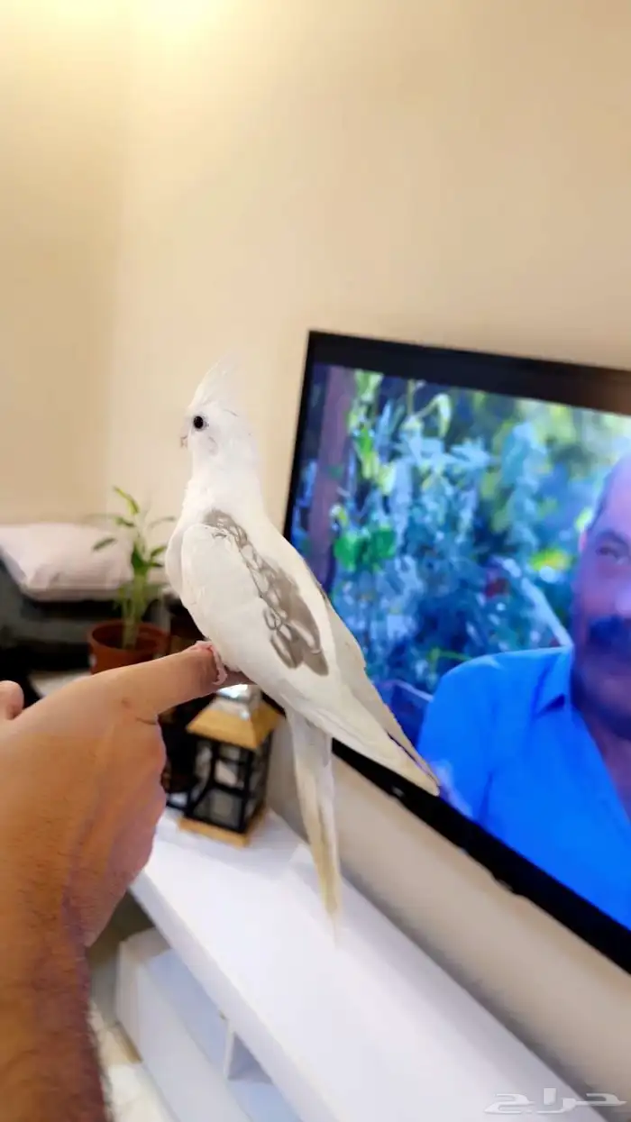 كروان هافي بايد اليف (( تم البيع )) 1