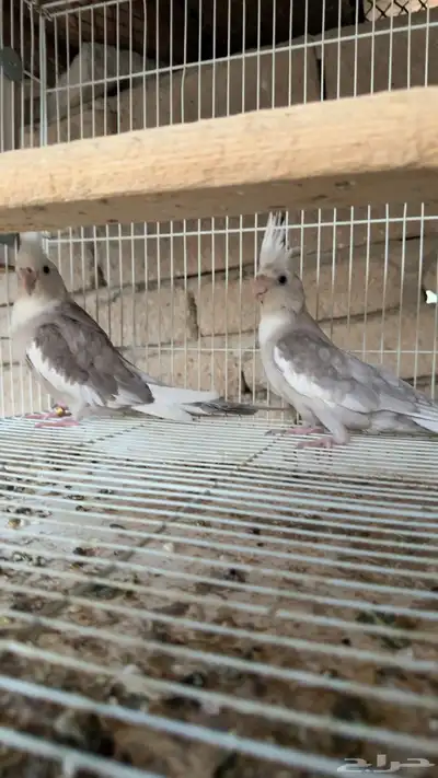 طيور كروان هولندي منتج على البيض 0