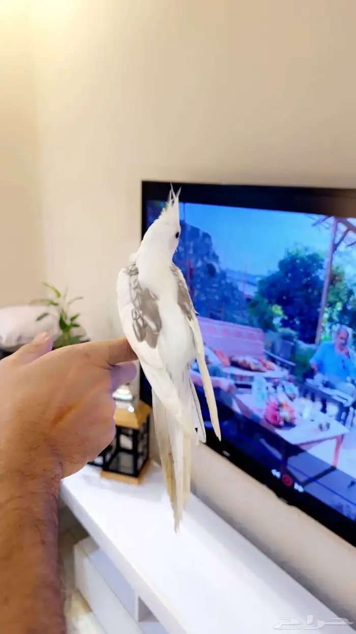 كروان هافي بايد اليف (( تم البيع )) 2