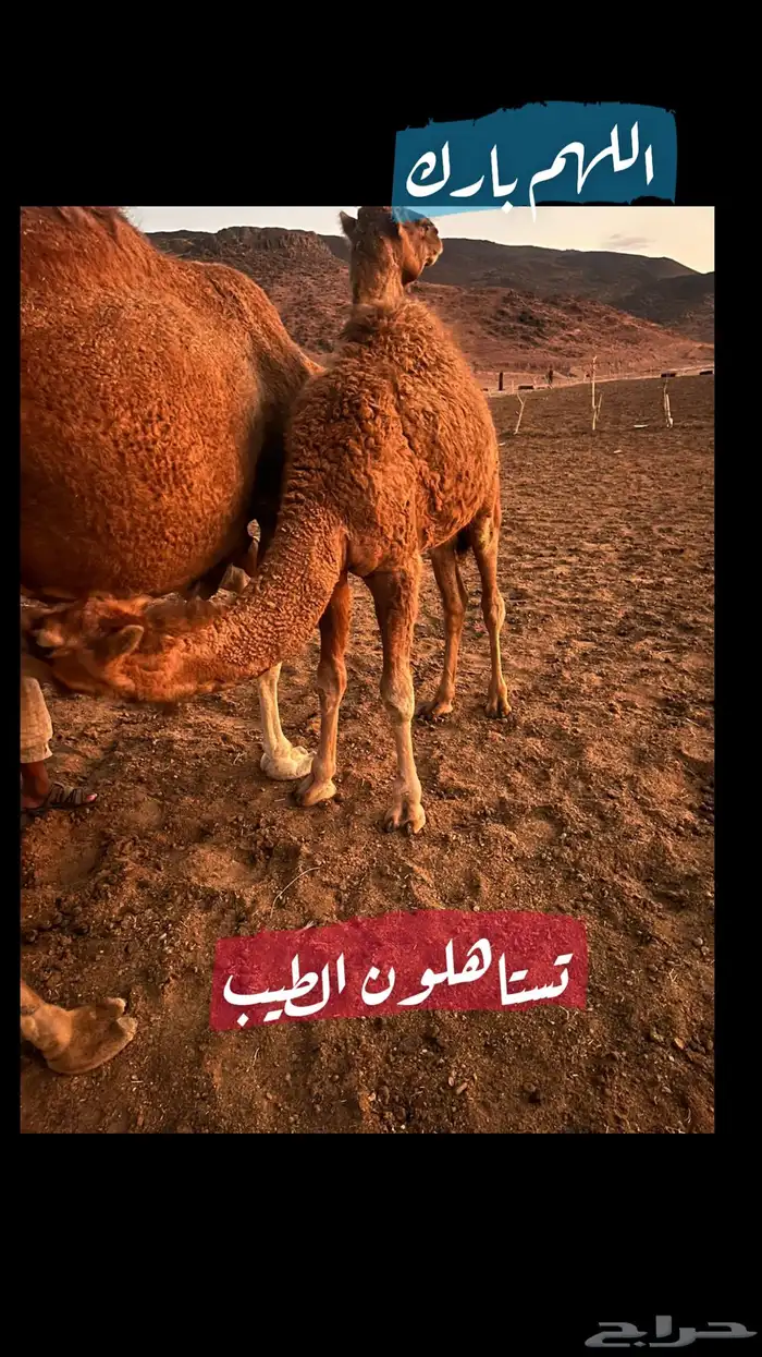 ملحمة ذبائح الحجاز- مخطط البدراني ( اقرأ التعليقات بالصور) 49