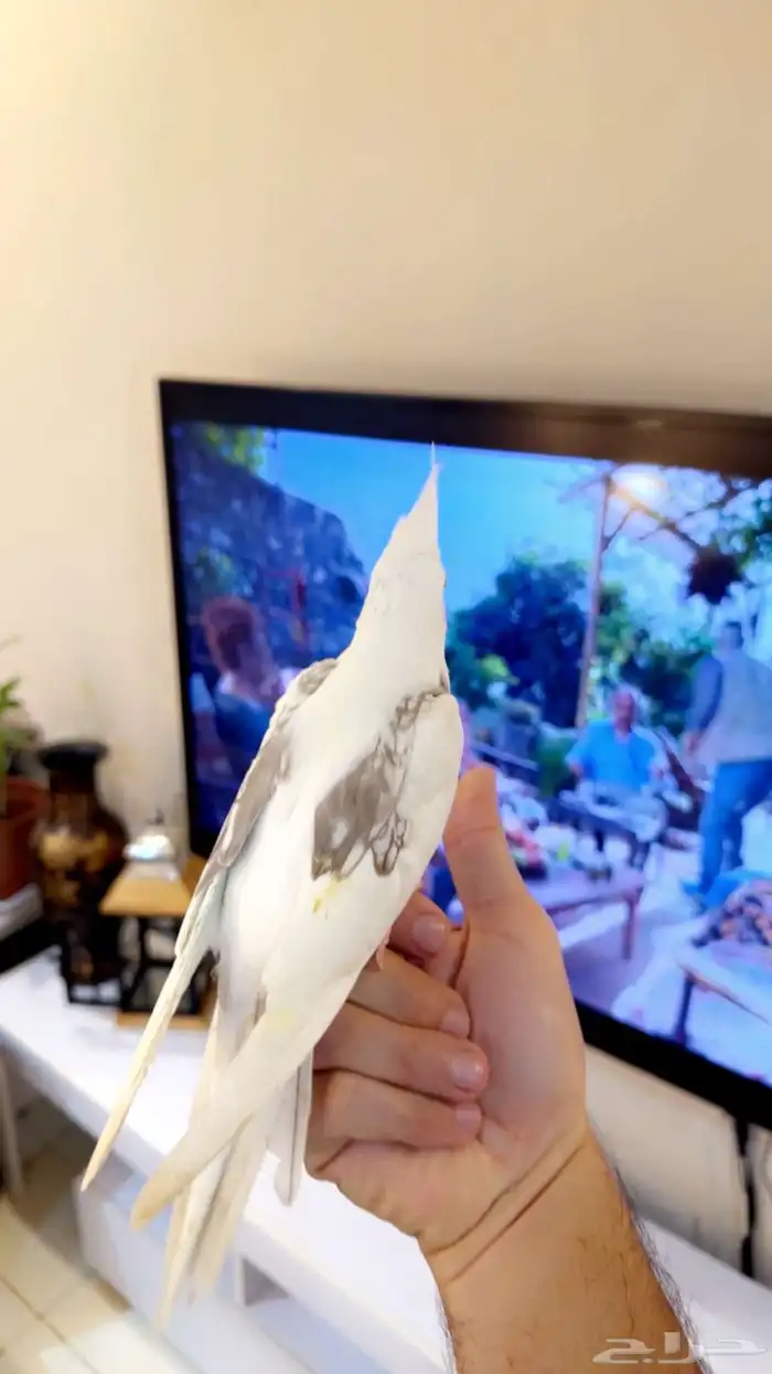 كروان هافي بايد اليف (( تم البيع )) 4