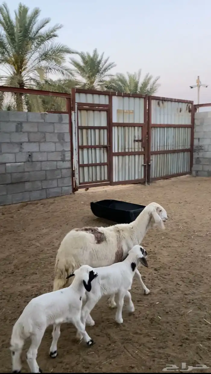رغوث متاومة تم البيع 0