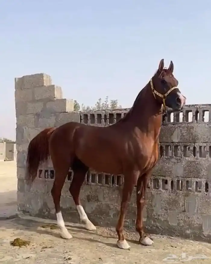 حصان واهو 2