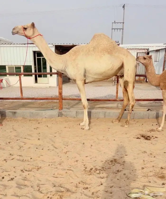 خلفه هجن سودانيه تحتها بكره 0
