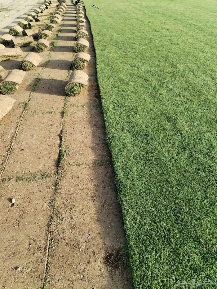 ثيل طبيعي ( النجيلة ) 0