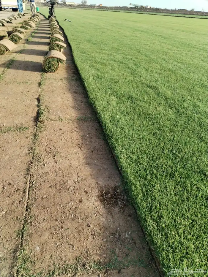 ثيل طبيعي ( النجيلة ) 3