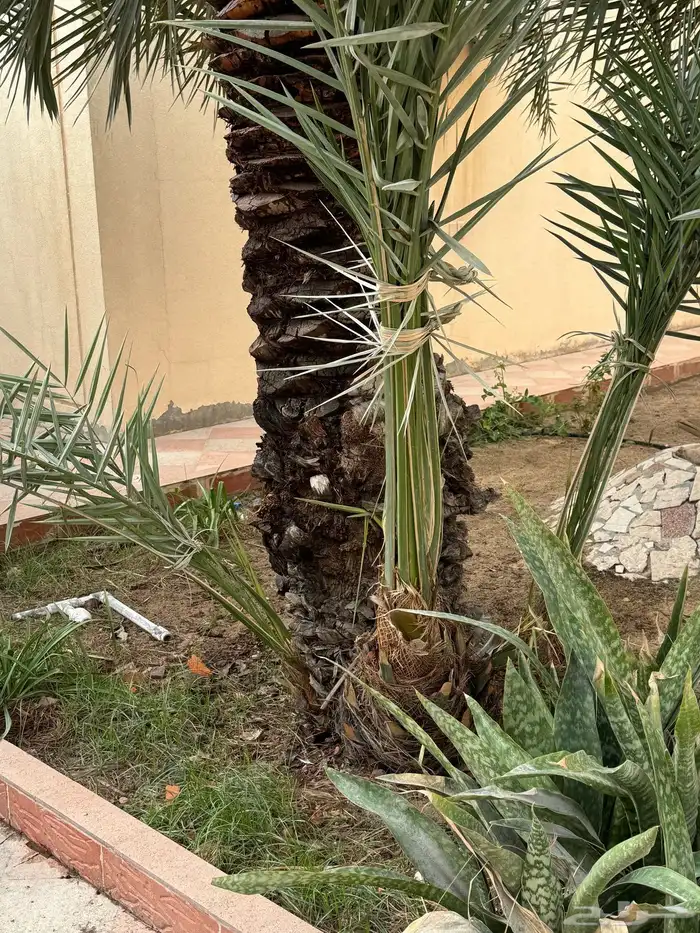 تنسيق حدائق ونخيل 0