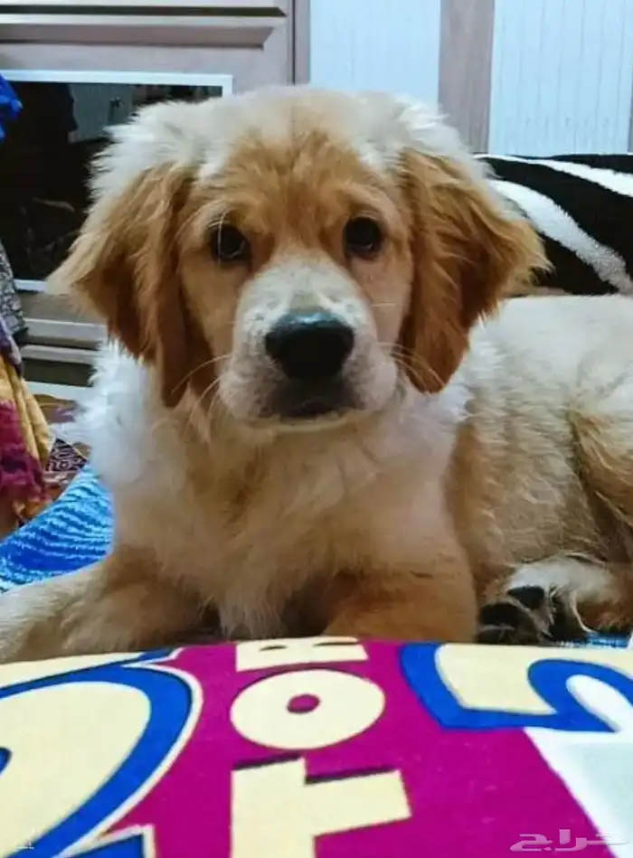 جولدن ريتريفر golden retriever 0