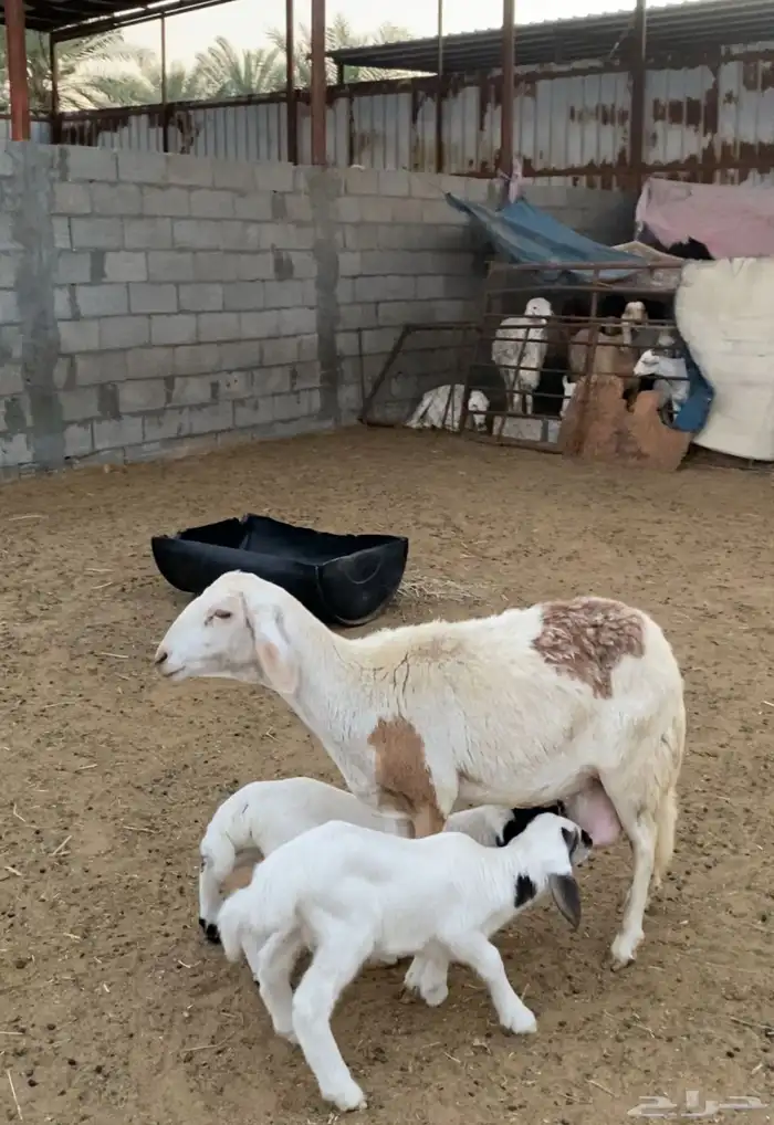 رغوث متاومة تم البيع 3