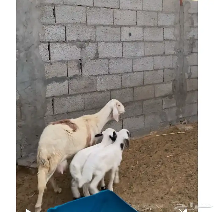 رغوث متاومة تم البيع 2
