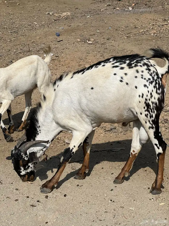 تم. البيع 0
