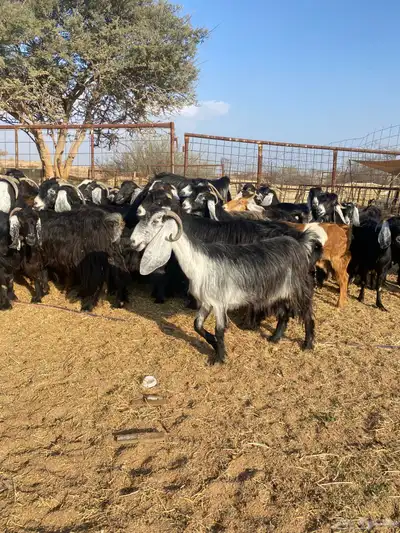 معزا عوارض طيبه 0