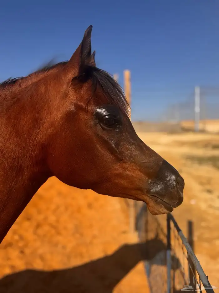 حلاقه جمال للخيل 0