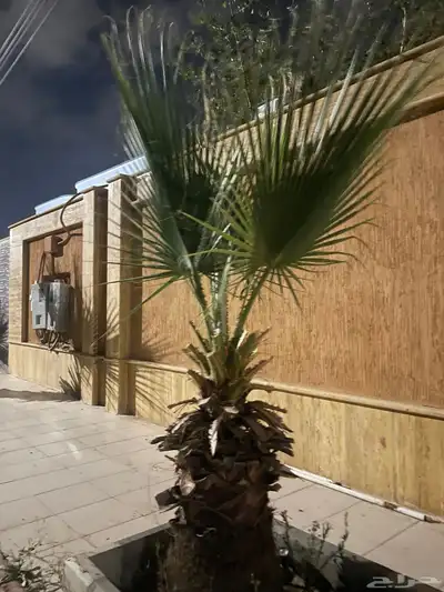 نخل امريكي ساق عريض 9