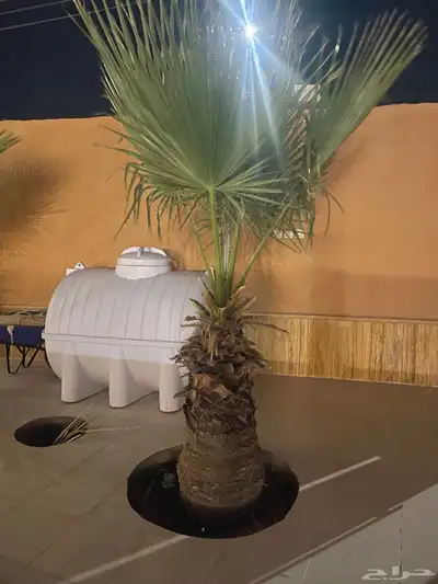 نخل امريكي ساق عريض 0