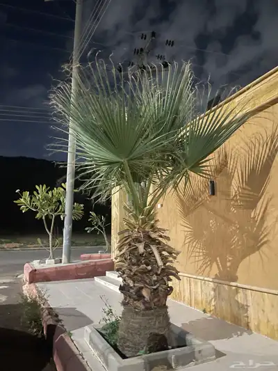 نخل امريكي ساق عريض 5