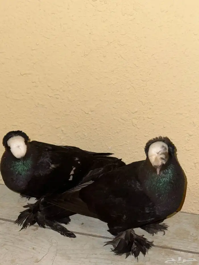 جوز ساكسون مع انتاجة 2