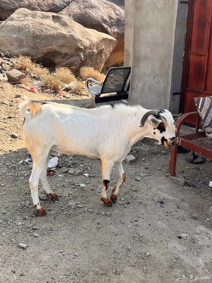 تم البيع 3