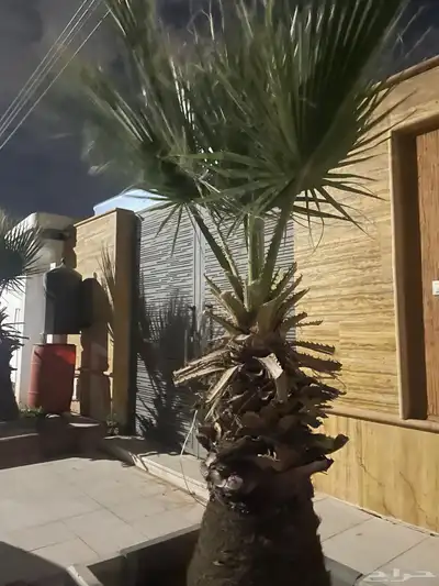 نخل امريكي ساق عريض 10