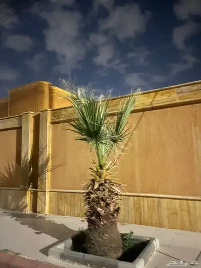 نخل امريكي ساق عريض 6