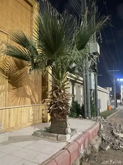 نخل امريكي ساق عريض 3