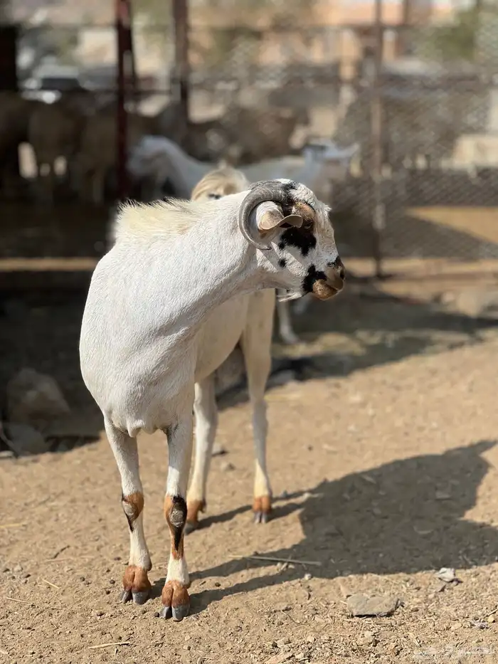 تم البيع 2