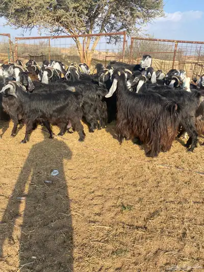 معزا عوارض طيبه 2