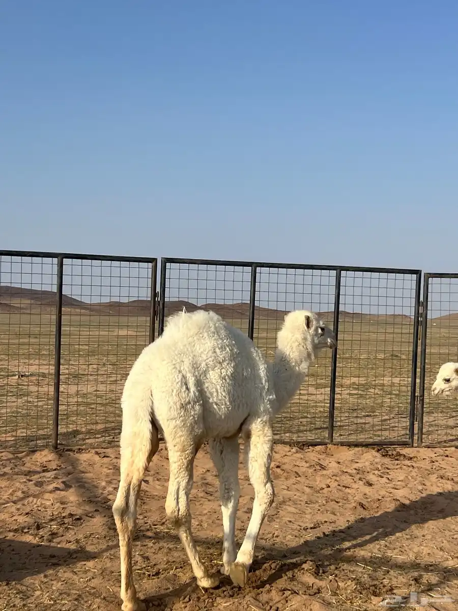 حوار عمره 3اشهور ونص 1