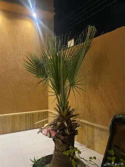 نخل امريكي ساق عريض 2
