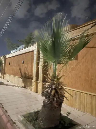 نخل امريكي ساق عريض 8