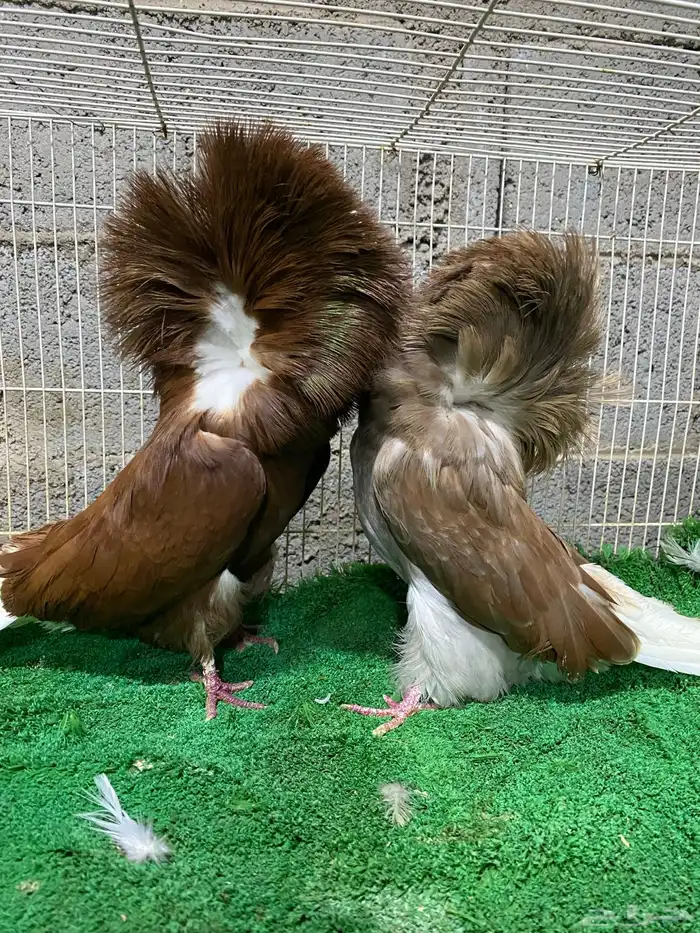 حمام جاكوبين 0