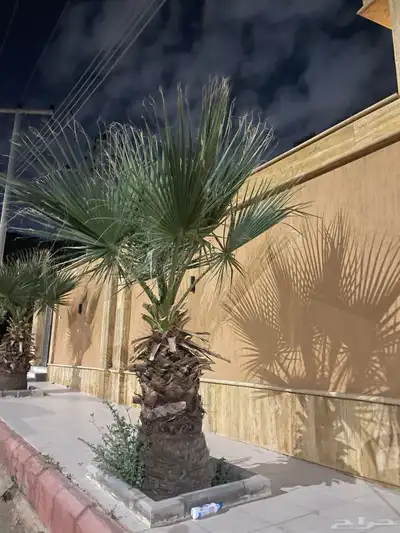 نخل امريكي ساق عريض 4