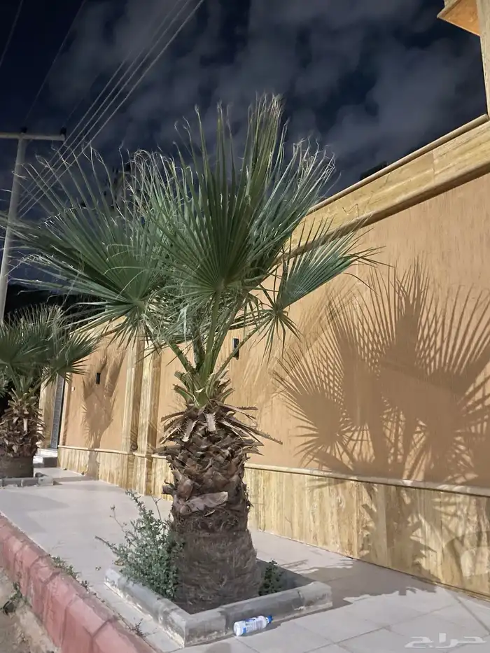 نخل امريكي ساق عريض 4